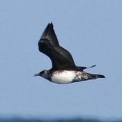 Pomarine Jaeger